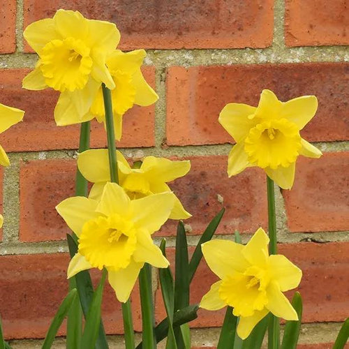 Camelot Daffodil Flowers