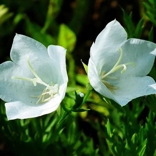Campanula persicifolia 'Alba' Flowers