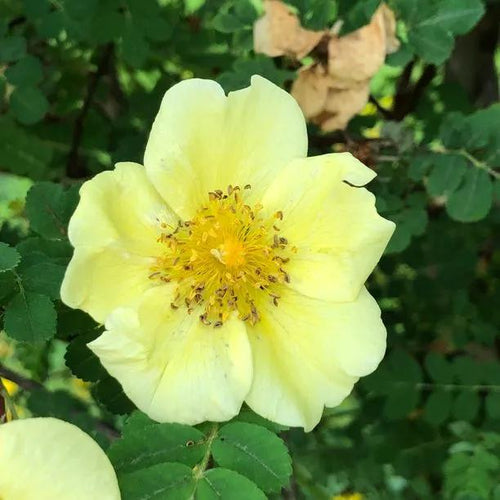 Canary Bird Shrub Rose Flowers