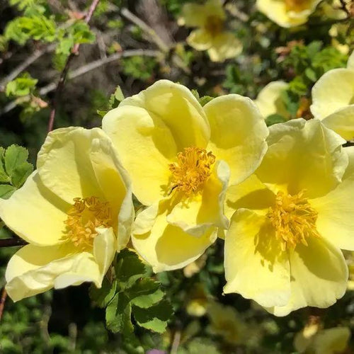 Canary Bird Shrub Rose Flowers