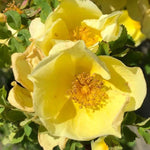 Canary Bird Shrub Rose Flowers