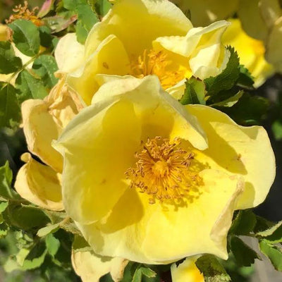 Canary Bird Shrub Rose Flowers