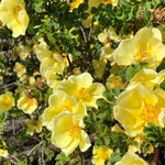 Canary Bird Shrub Rose Flowers