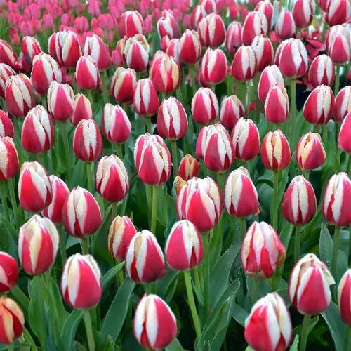Candy Apple Delight Tulips