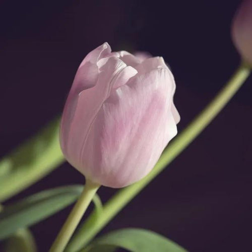 Candy Prince Tulip Flowers - Close-up of Pale Pink