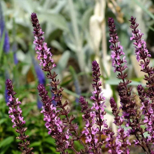 Caradonna Pink Inspiration Salvia Flowers