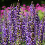 Caradonna Salvia Flowers