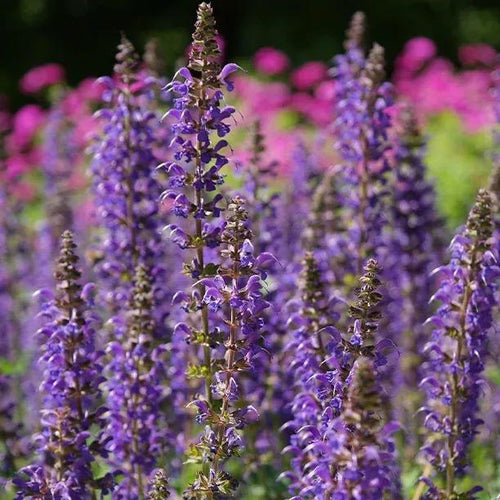 Caradonna Salvia Flowers