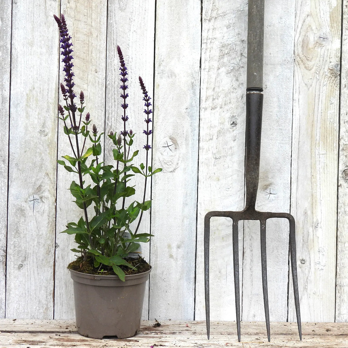 Potted salvia plant with purple flowers next to a garden fork against a wooden background