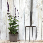 Potted salvia plant with purple flowers next to a garden fork against a wooden background