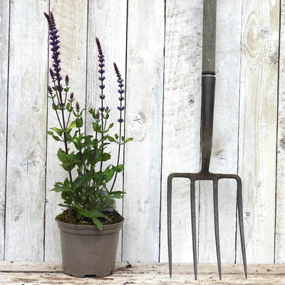 Potted salvia plant with purple flowers next to a garden fork against a wooden background