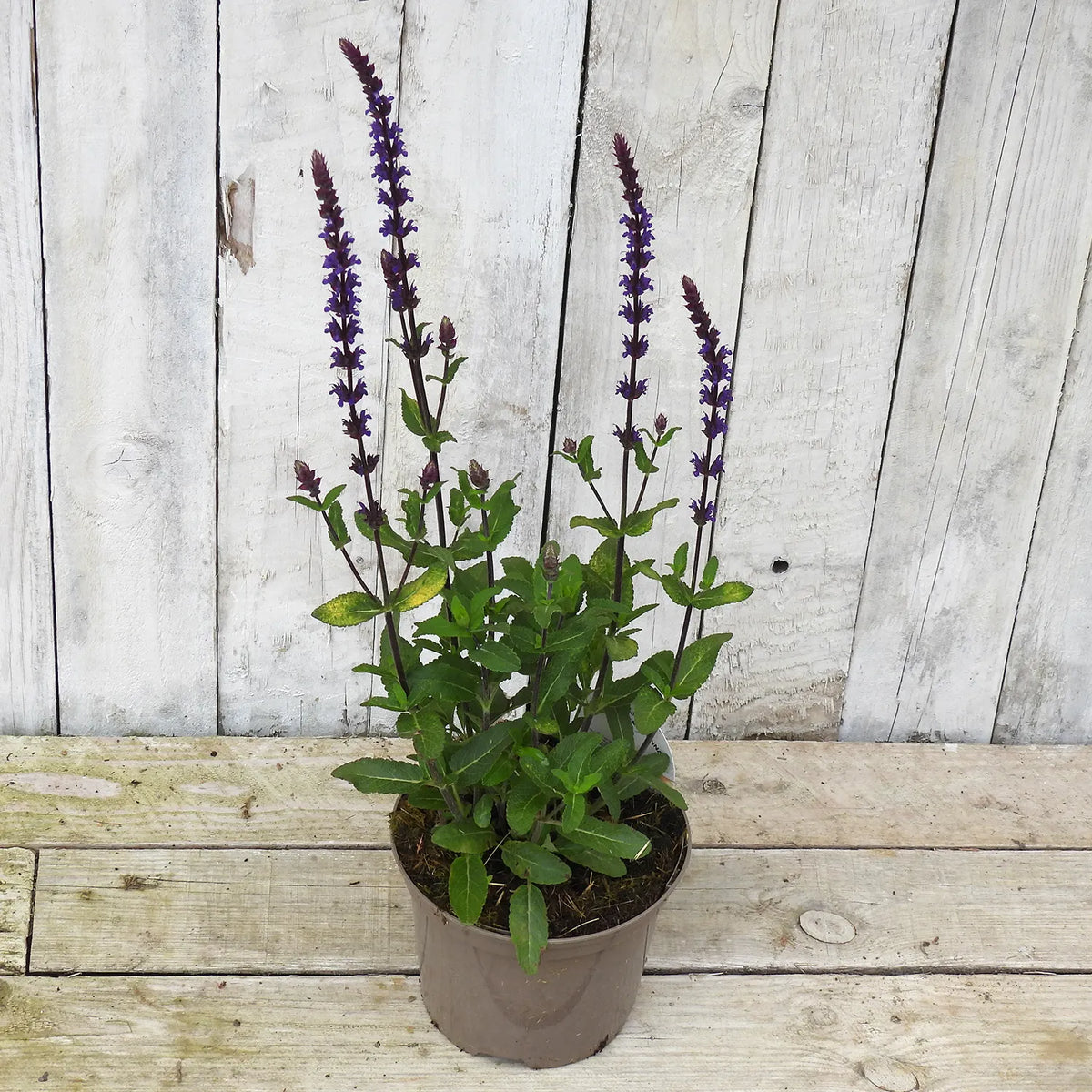 2 litre potted salvia plant with purple flowers on a wooden surface and background