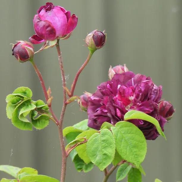 Cardinal de Richelieu Rose Flowers