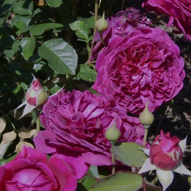 Cardinal de Richelieu Shrub Rose Flowers