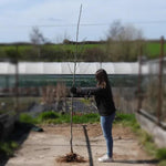 Bareroot Cardinal Royal Rowan 6cm to 8cm girth Standard Tree