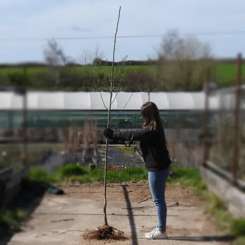 Bareroot Cardinal Royal Rowan 6cm to 8cm girth Standard Tree