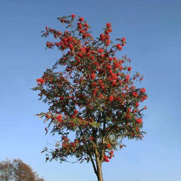 Mature Cardinal Royal Rowan tree