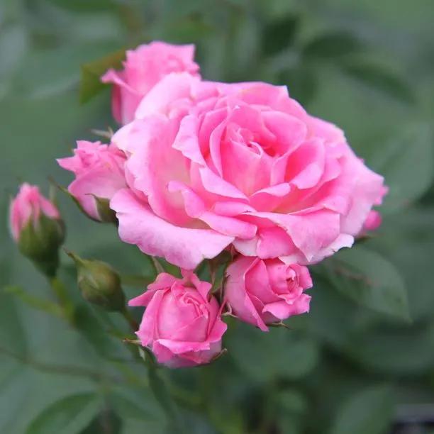 Carefree Days Patio Rose Flowers