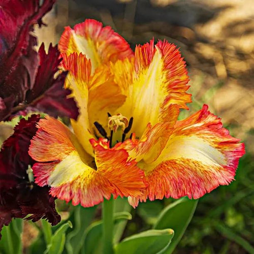 Caribbean Parrot Tulip Flowers