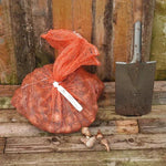 10kg bag of Carlton Daffodil Bulbs