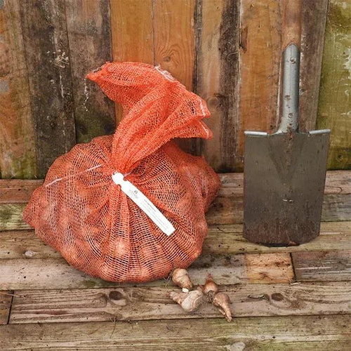 10kg bag of Carlton Daffodil Bulbs