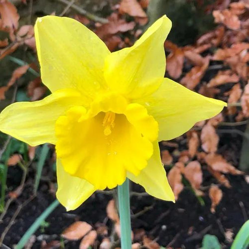 Carlton Yellow Daffodil Flowerhead