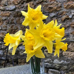 Bunch of Carlton Daffodil Flowers