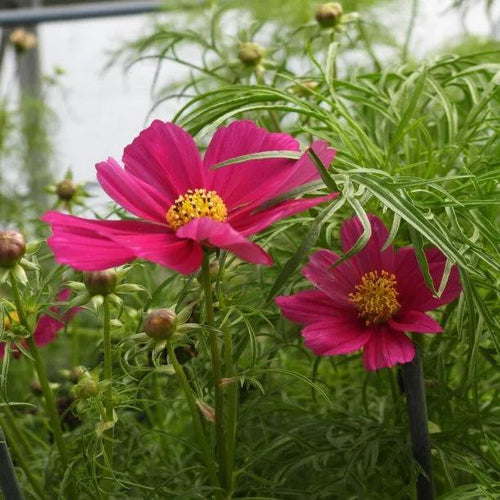 Carmine Sonata Cosmos Flowers