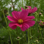 Carmine Sonata Cosmos Flowers
