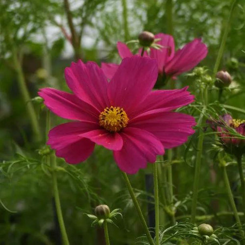 Carmine Sonata Cosmos Flowers