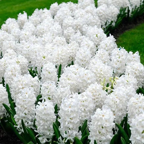Lavish Clumps of Carnegie Hyacinth Flowers in Spring