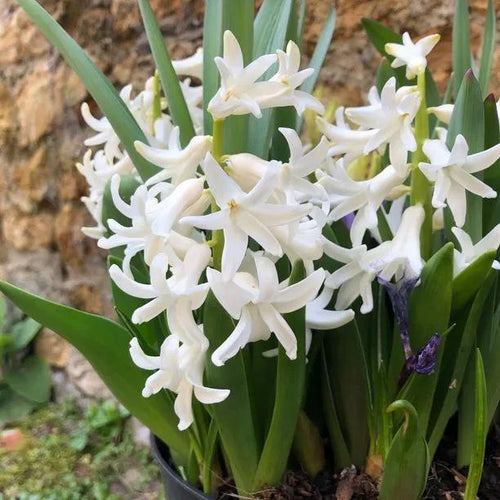 Carnegie Hyacinth Flower in Spring