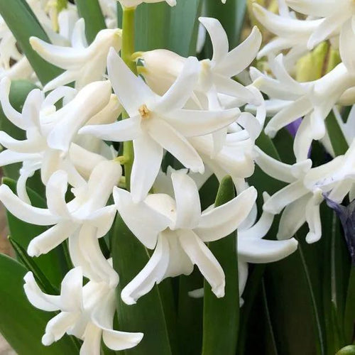 Close-up of Carnegie Hyacinth Flower