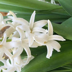 White Hyacinth Flowers