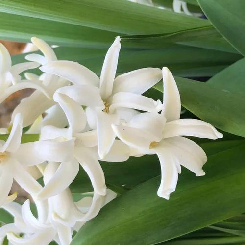 White Hyacinth Flowers