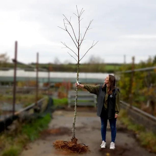 Bareroot Sweet Chestnut standard 8cm to 10cm girth Tree