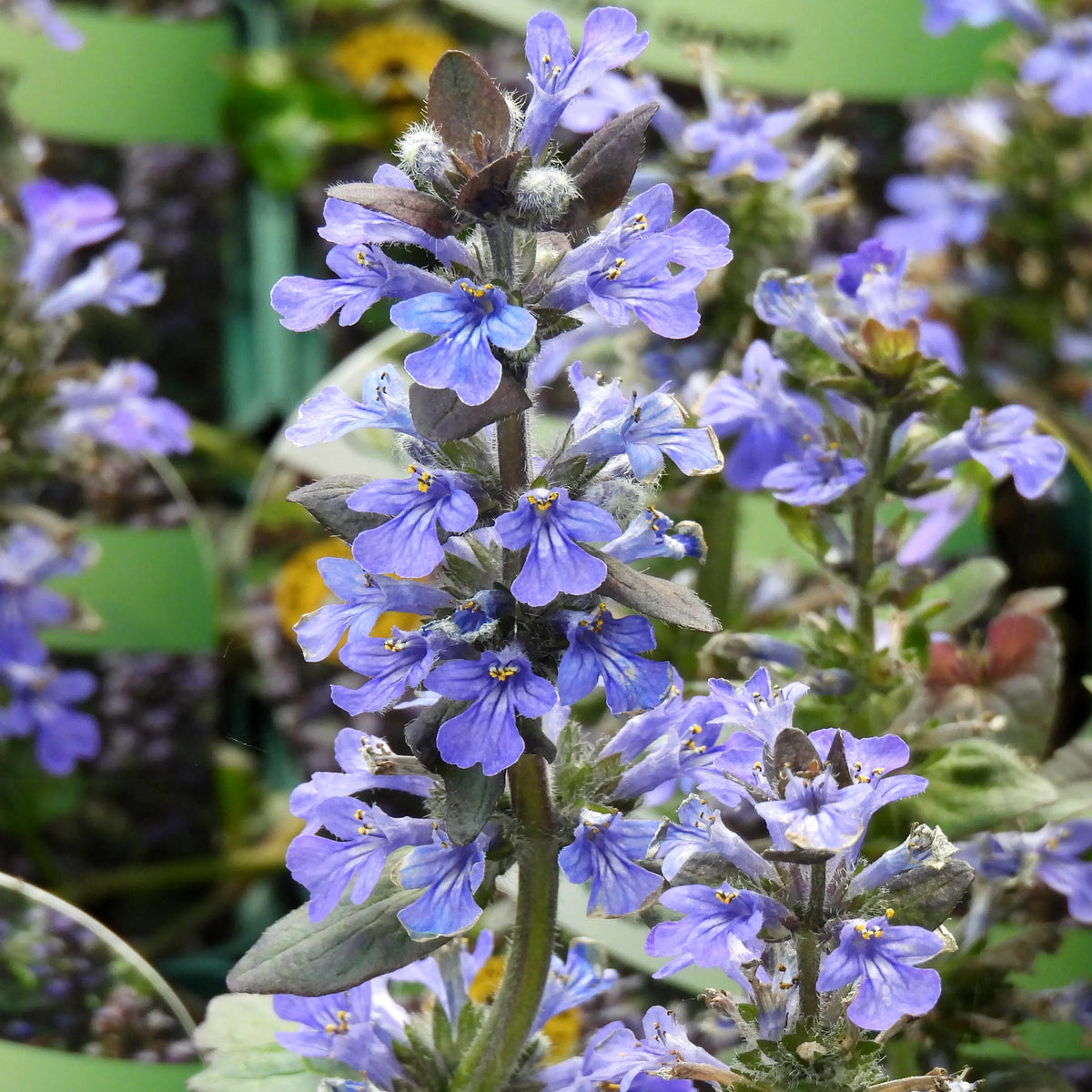 Ajuga Flowers in Bright Sunlight