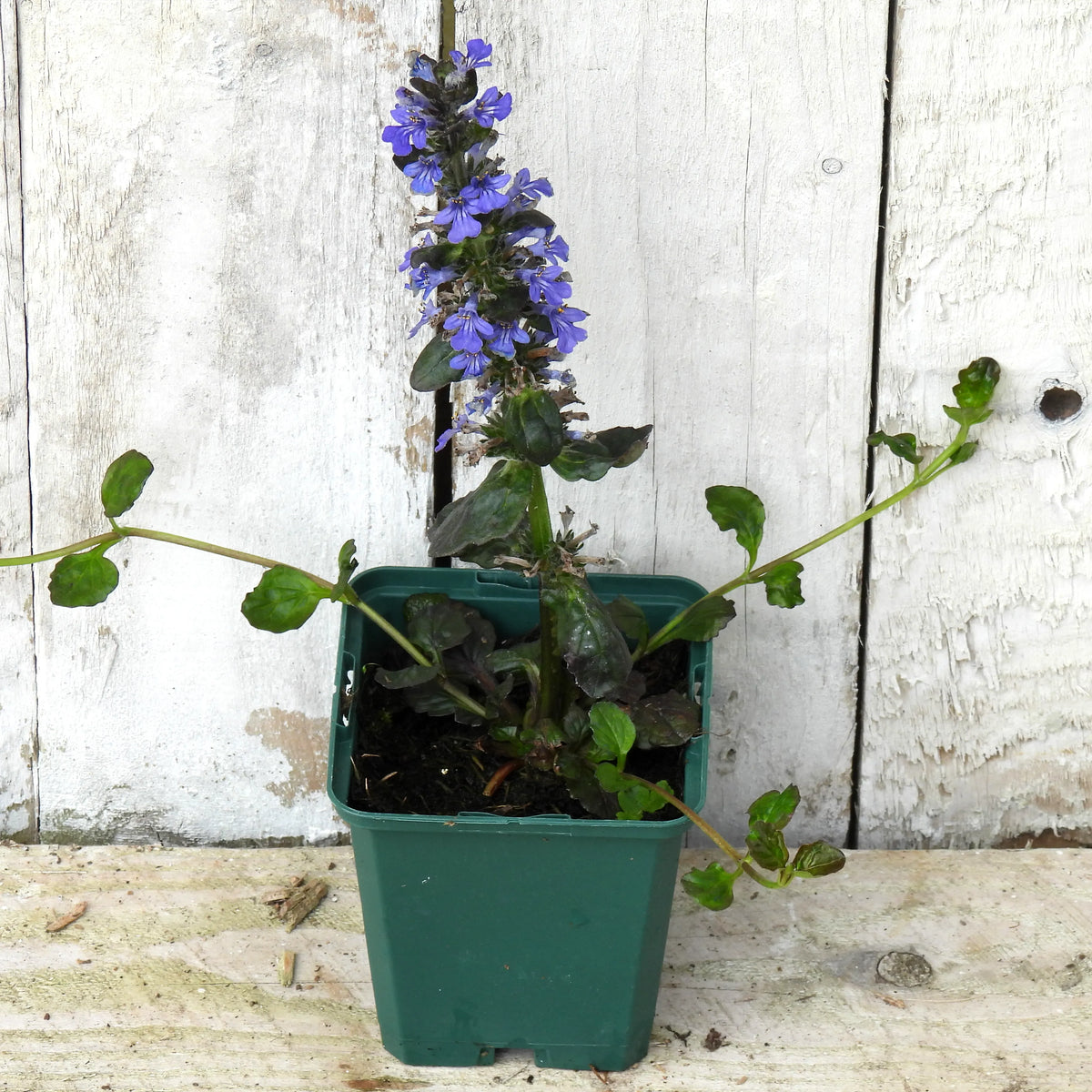 Close up of Catlins Giant Ajuga Plant