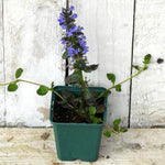 Close up of Catlins Giant Ajuga Plant