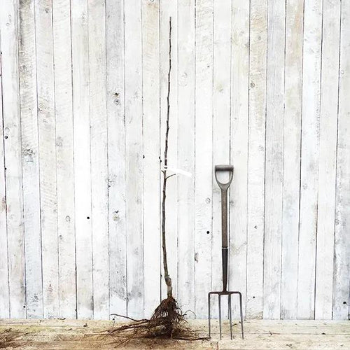 Bareroot Catshead Maiden Apple Tree