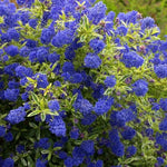 Ceanothus Lemon and Lime Flowers