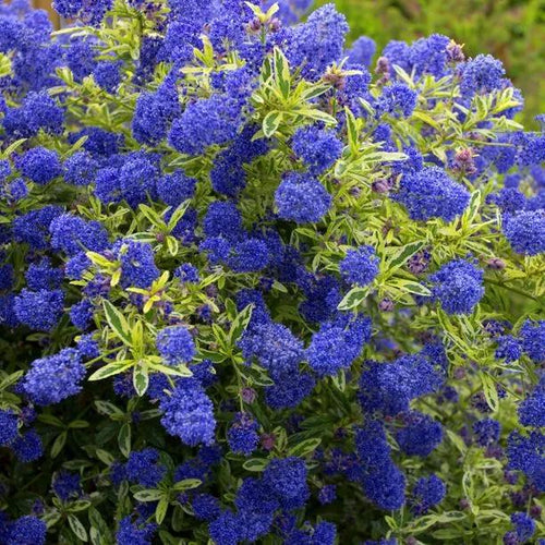 Ceanothus Lemon and Lime Flowers
