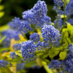 Ceanothus Lemon and Lime Flowers