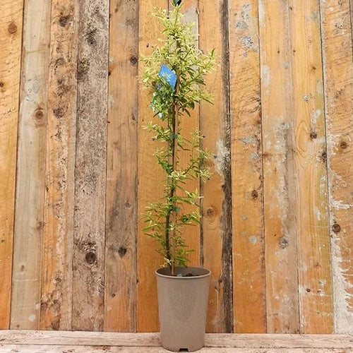 Ceanothus Lemon and Lime Plant in 2 Litre Pot