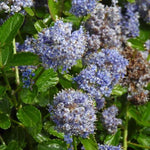 Ceanothus repens Flowers