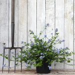 Ceanothus repens plant in flower