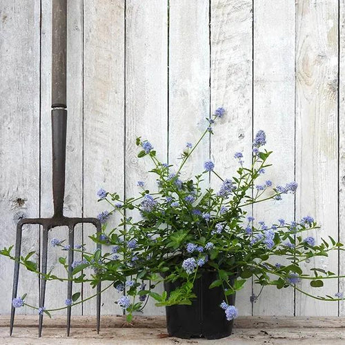 Ceanothus repens plant in flower