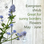 Ceanothus repens flowers