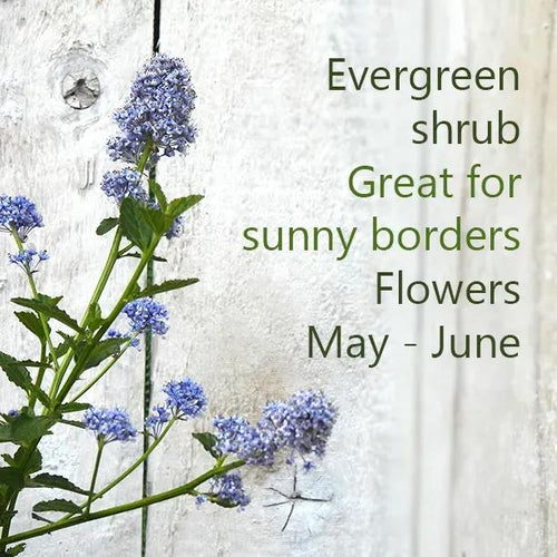 Ceanothus repens flowers