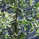 Silver Surprise Californian Lilac Leaves